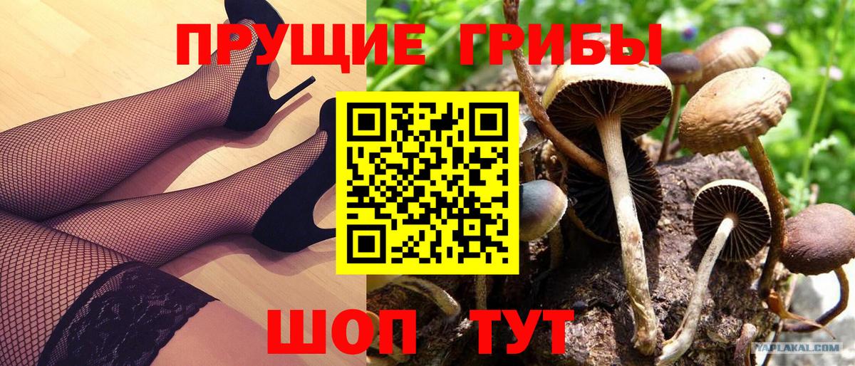 Псилоцибиновые грибы прущие грибы Чайковский